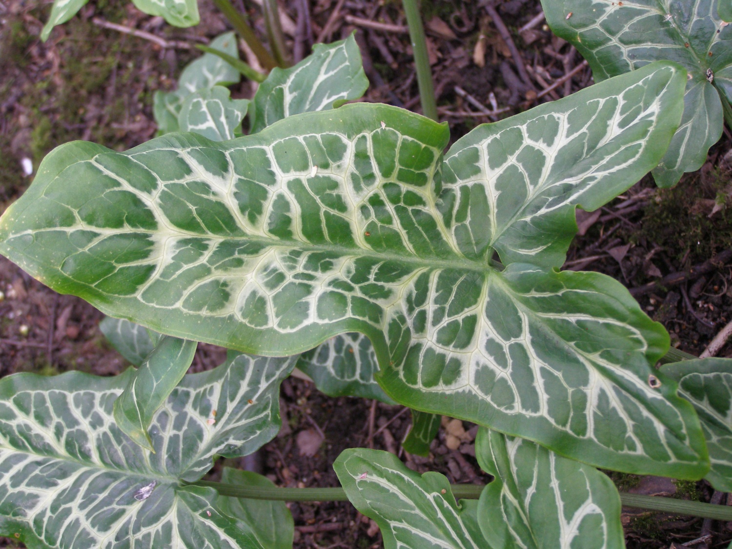 Arum italicum subsp. italicum 'Filigree'